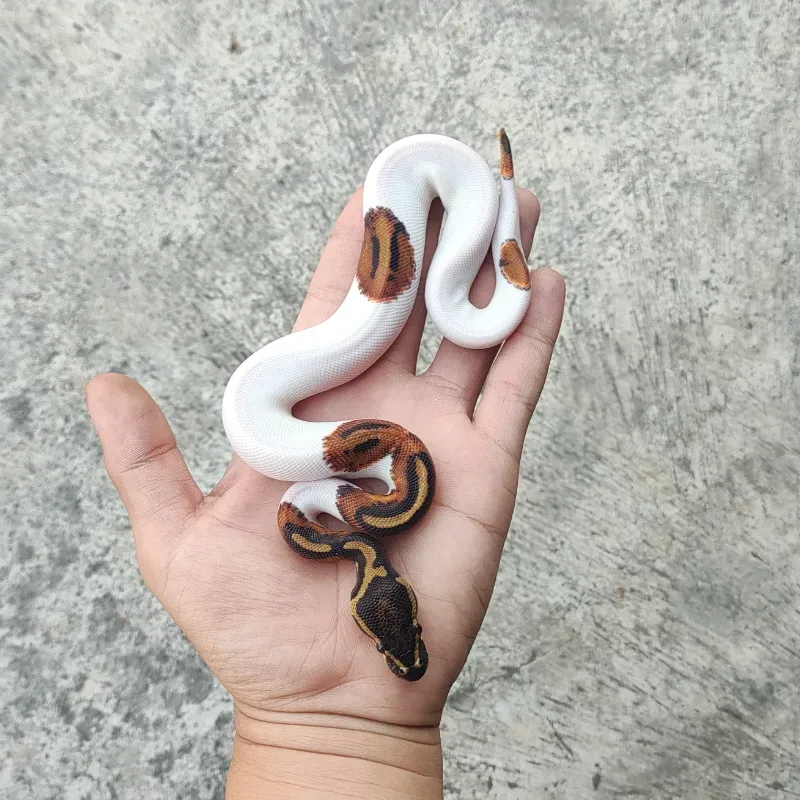 Pied Het Desert Ghost