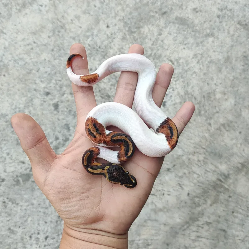 Pied Het Desert Ghost