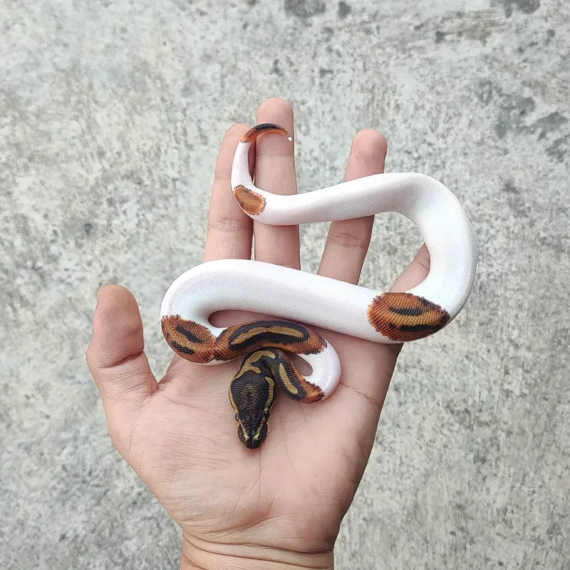 Pied Het Desert Ghost