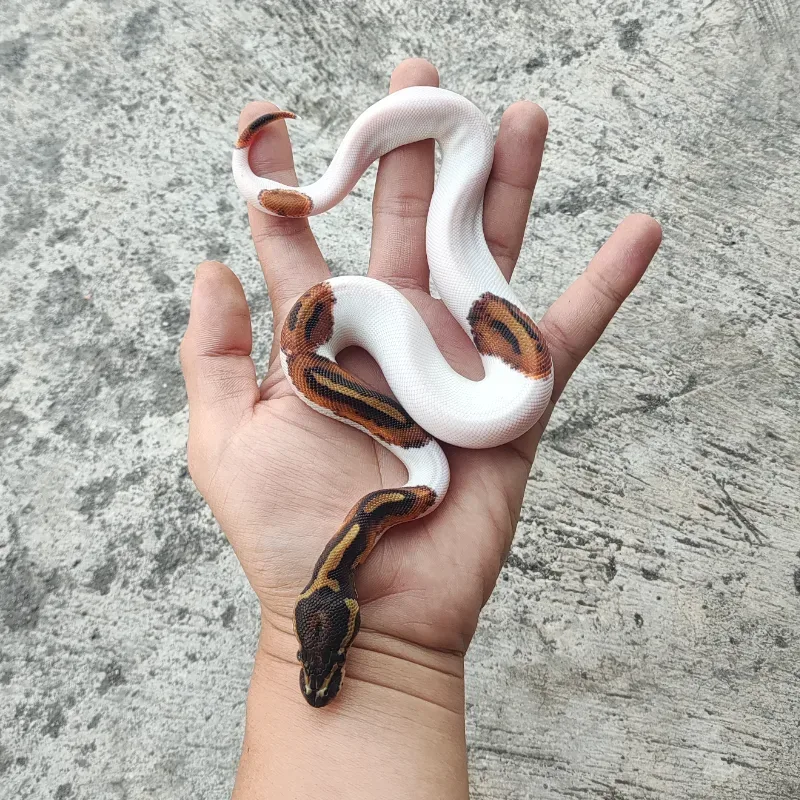 Pied Het Desert Ghost