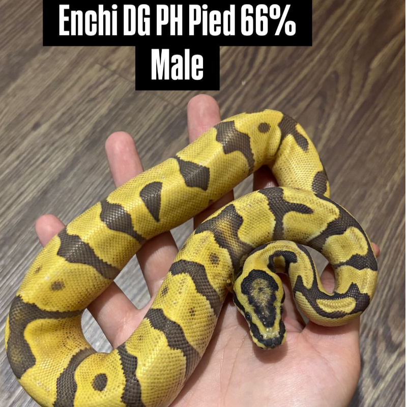 Enchi DG 66% Het Pied
