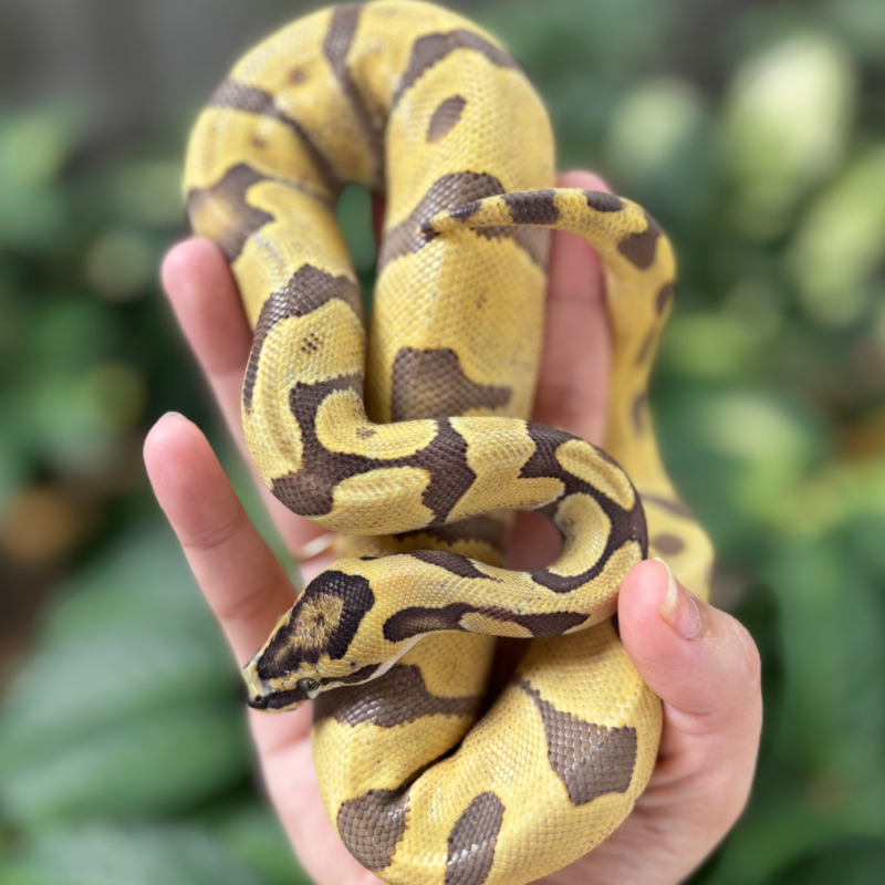 Enchi DG 66% Het Pied