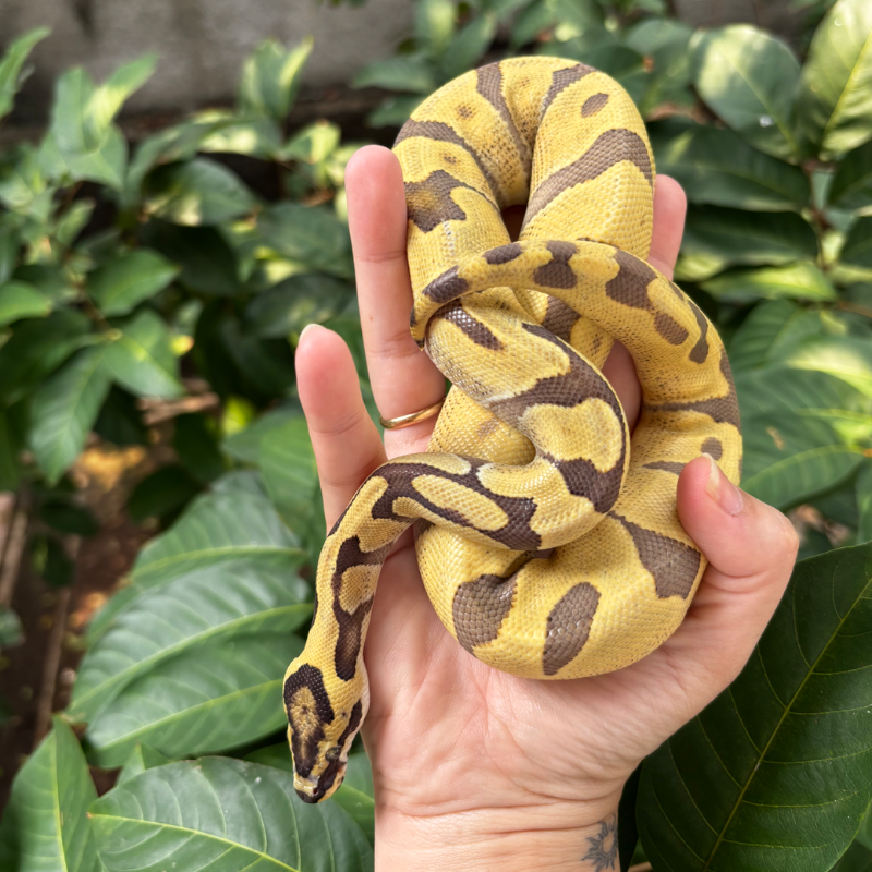 Enchi DG 66% Het Pied