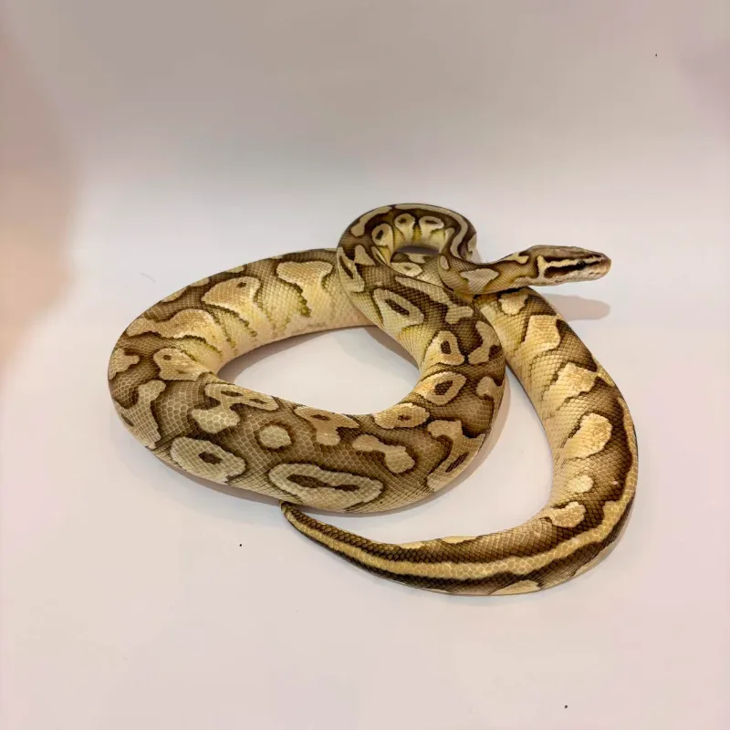 Butter pastel het clown