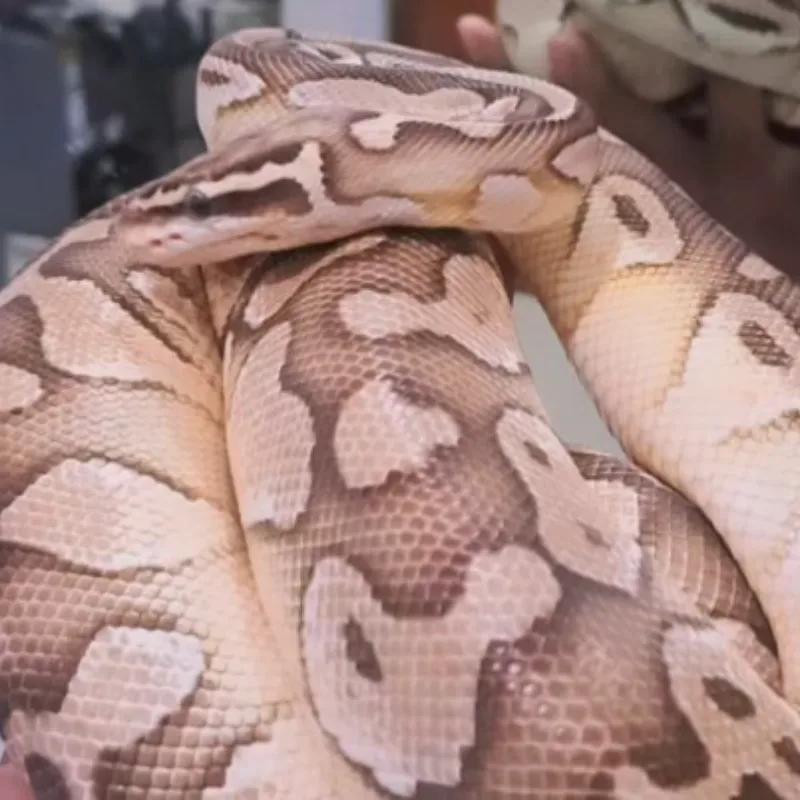 Butter pastel het clown