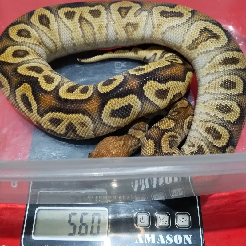 Cypress Clown 66% Het Hypo