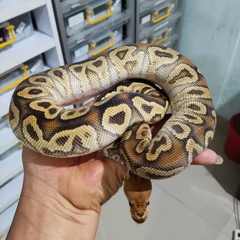 Cypress Clown 66% Het Hypo