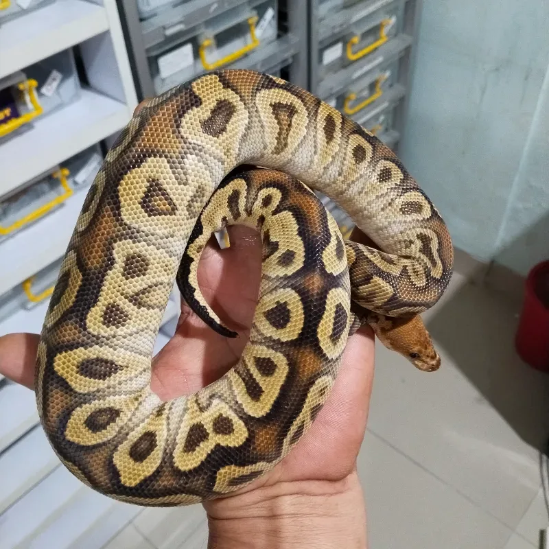 Cypress Clown 66% Het Hypo