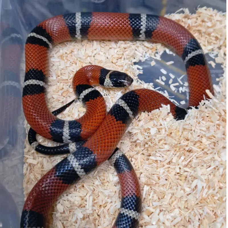 Nelsoni het albino
