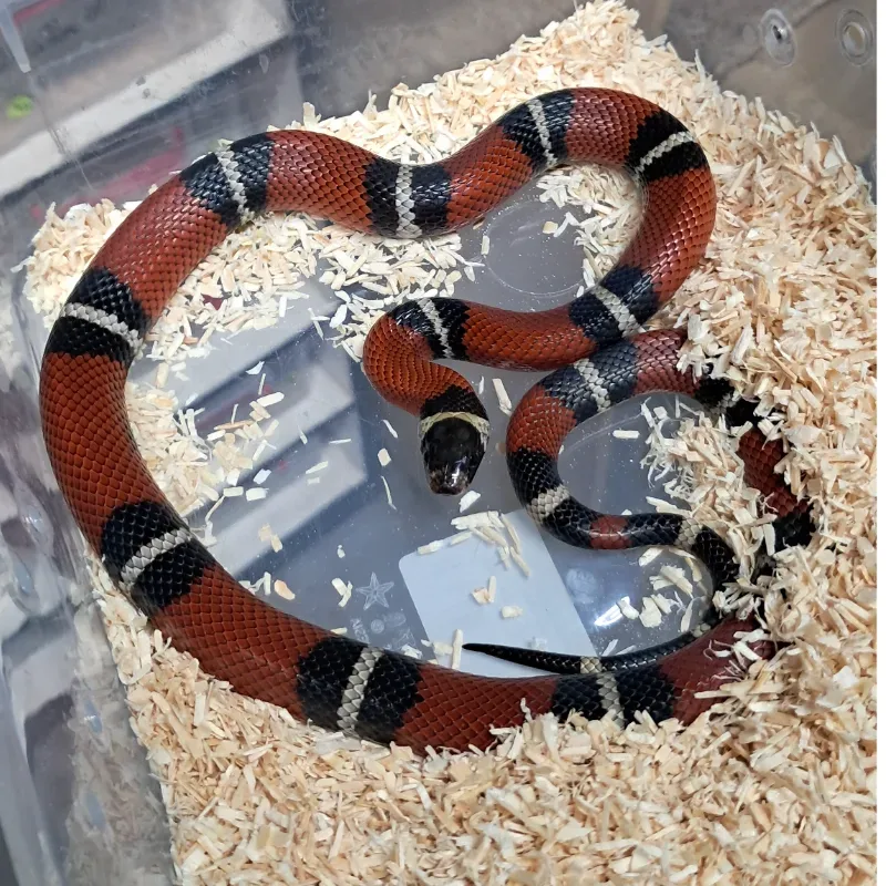 Nelsoni het albino