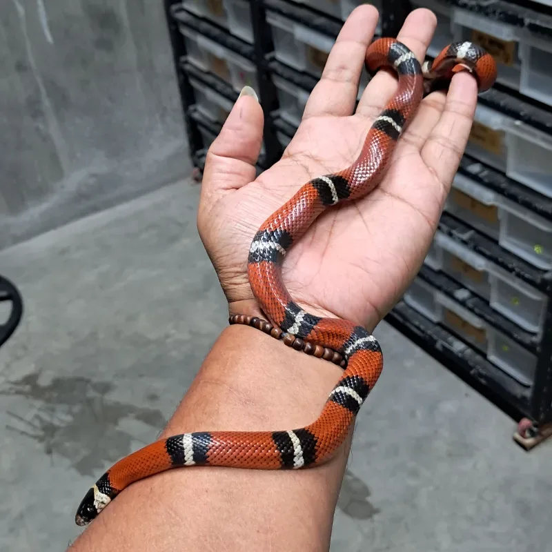 Nelsoni het albino