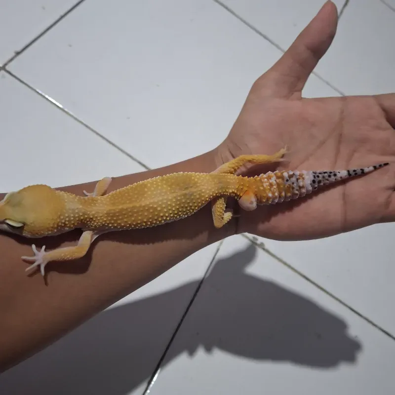 SHTBN FEMALE
