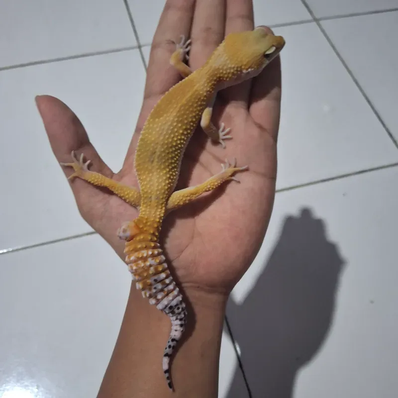 SHTBN FEMALE