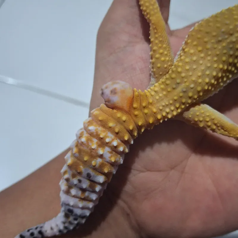 SHTBN FEMALE