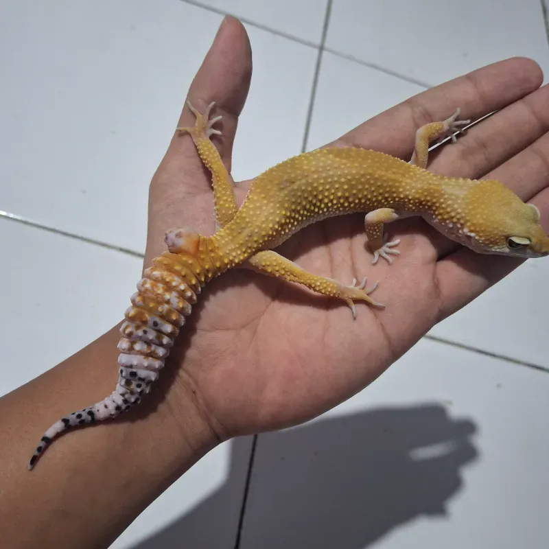 SHTBN FEMALE