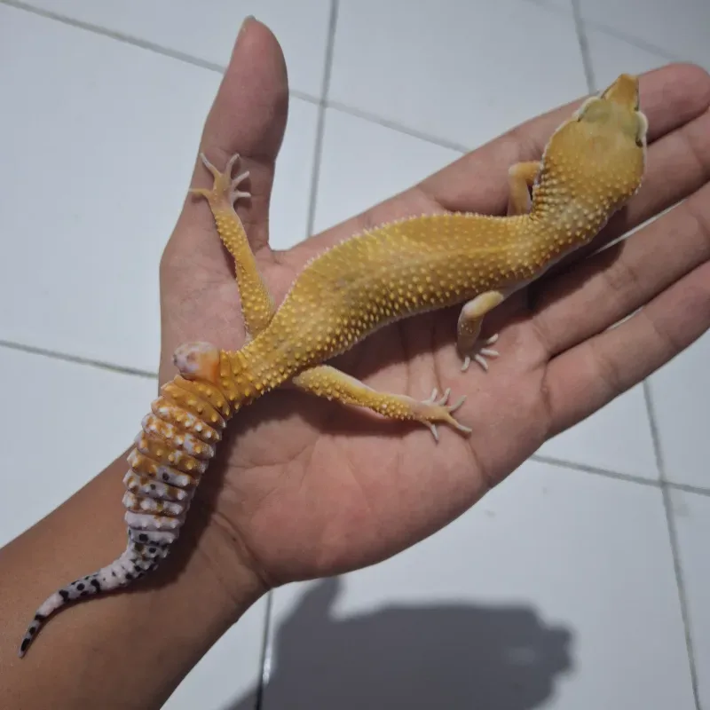 SHTBN FEMALE