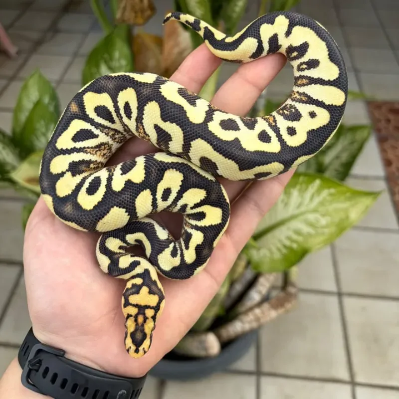 Spotnose YB DG Clown