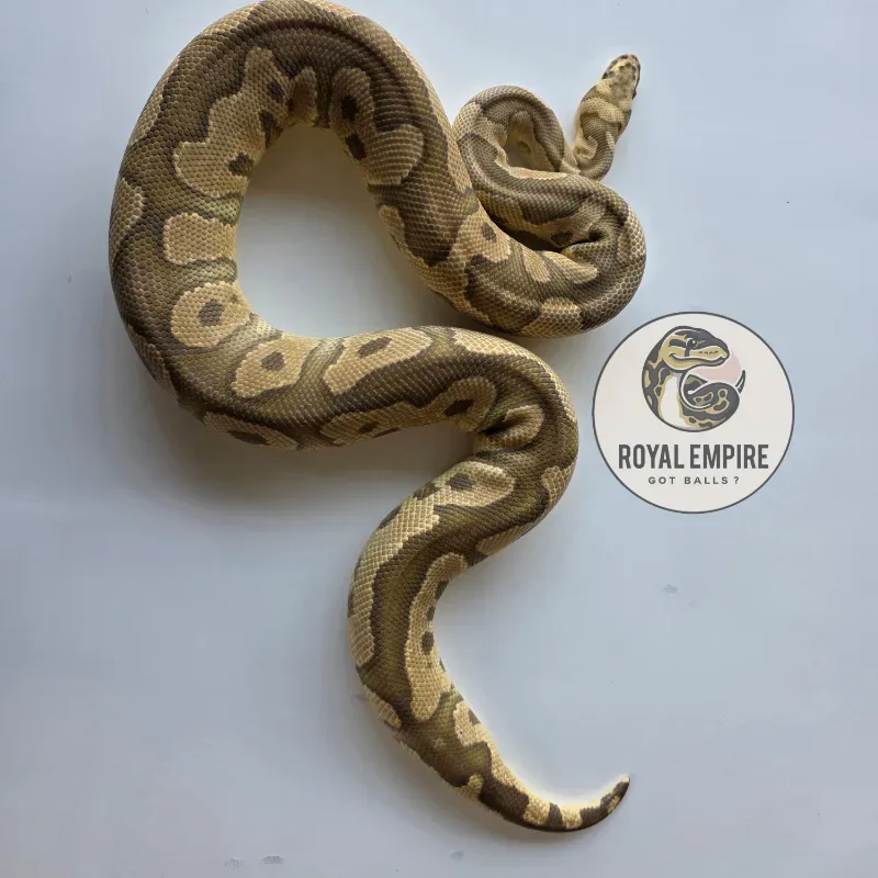 Fire Yellowbelly Clown