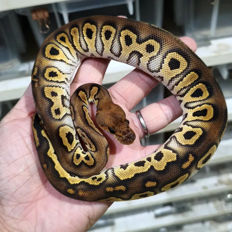 Black Head Hurricane Clown