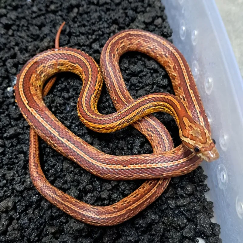 Tessera