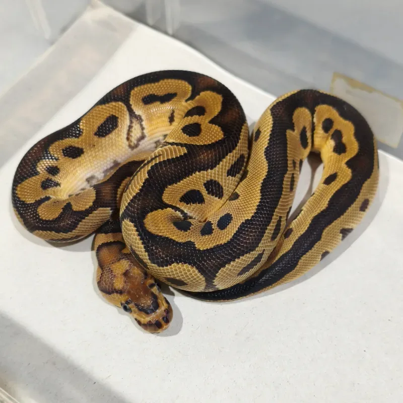 Clown Het Desert Ghost Het Hypo