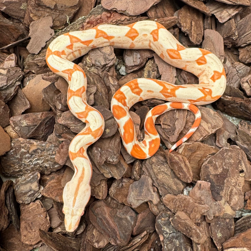 Hypo Albino (Sunglow)