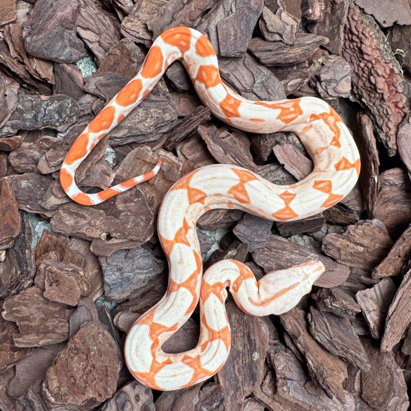 Hypo Albino (Sunglow)