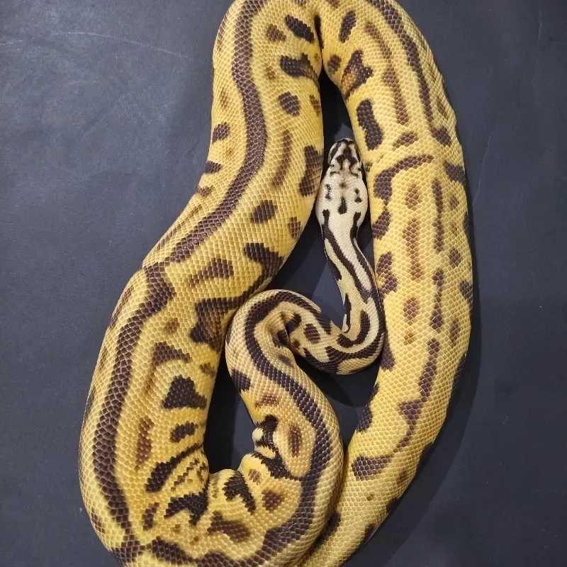 Leopard Pastel Spotnose Enchi Het Clown