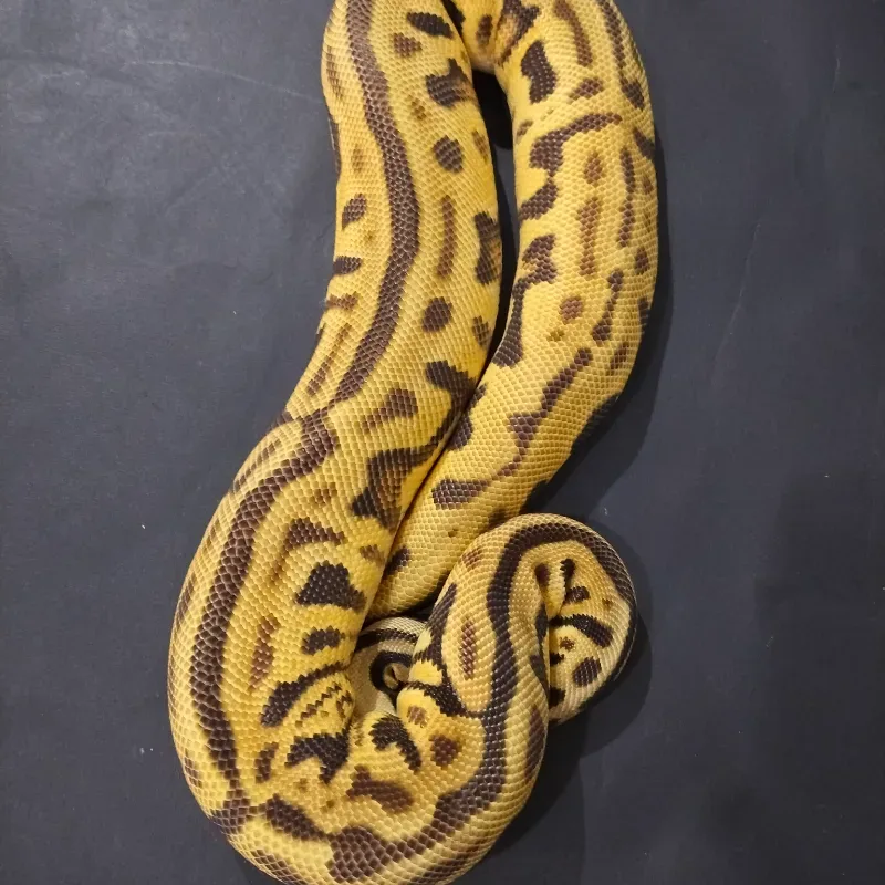 Leopard Pastel Spotnose Enchi Het Clown