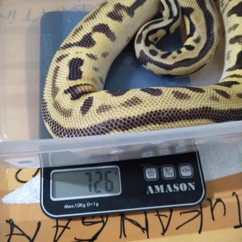 Leopard Pastel Spotnose Enchi Het Clown