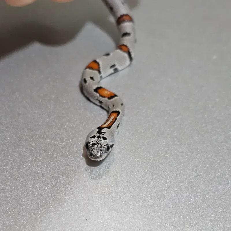 Animal