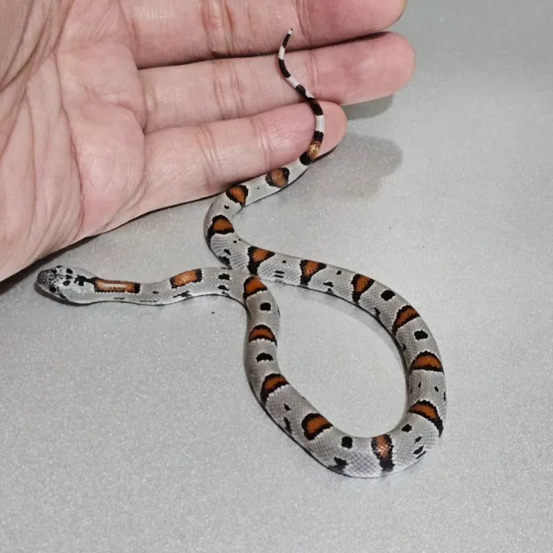 Animal 3