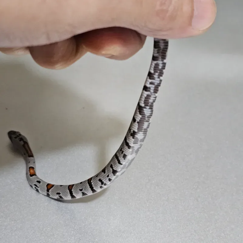 Animal 4