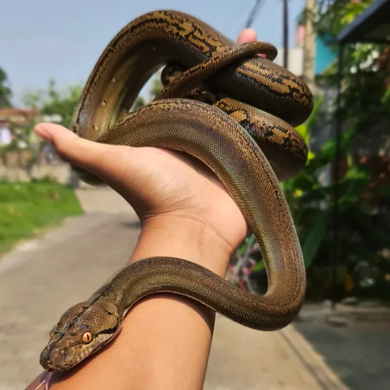 Retic Golden Child
