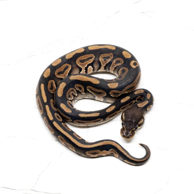 Cinnamon Het Albino Het Pied