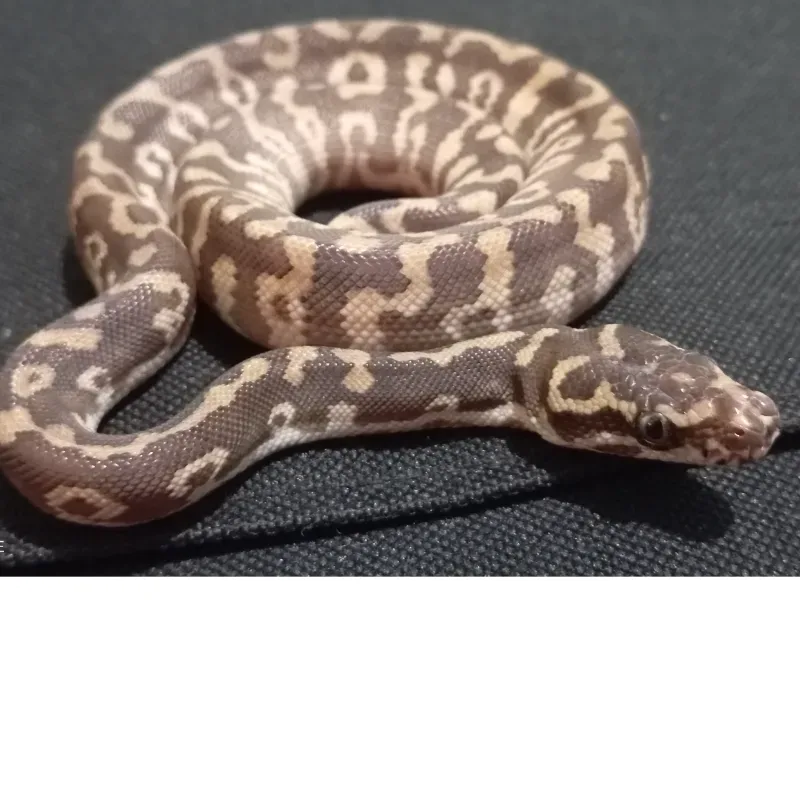 Carpal poss Mojave 2