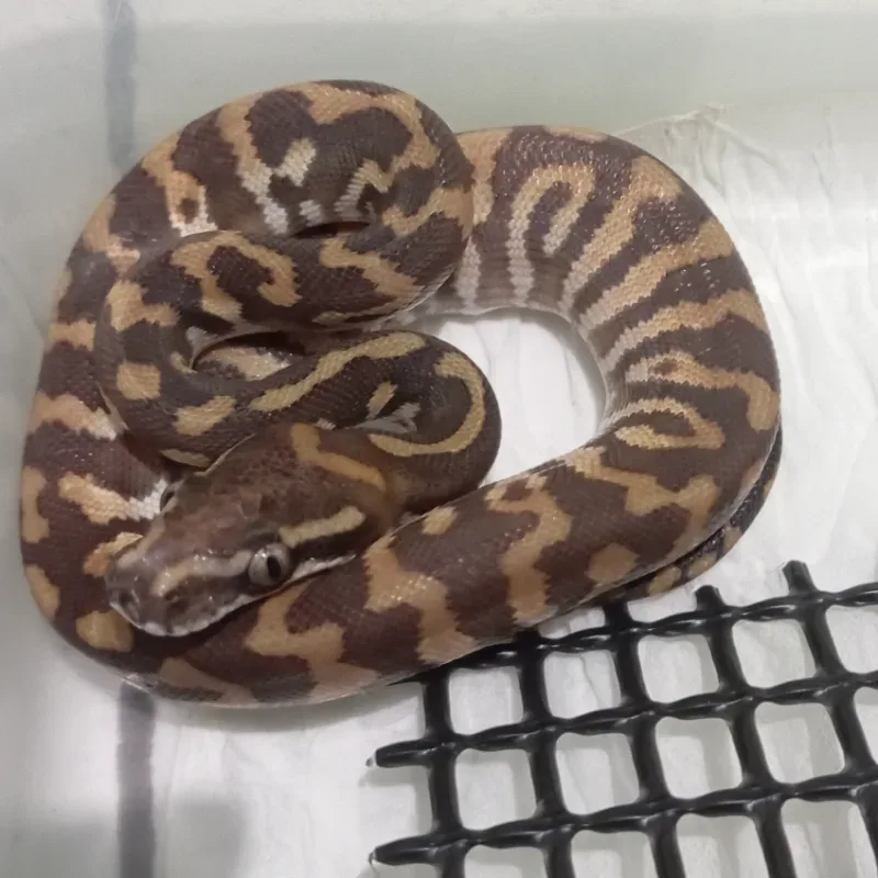 Carpal poss Mojave 4