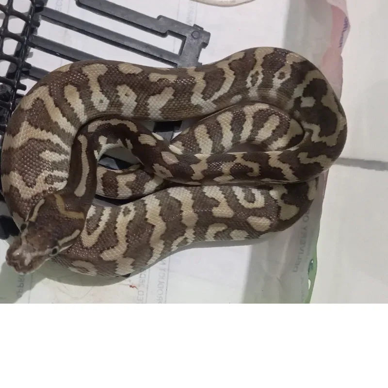 Carpal poss Mojave 5