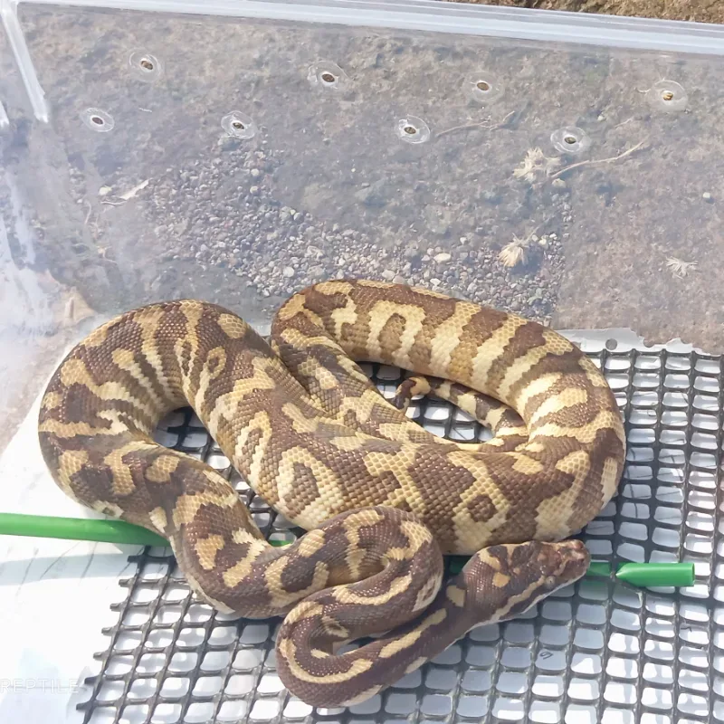 Carpal poss Mojave