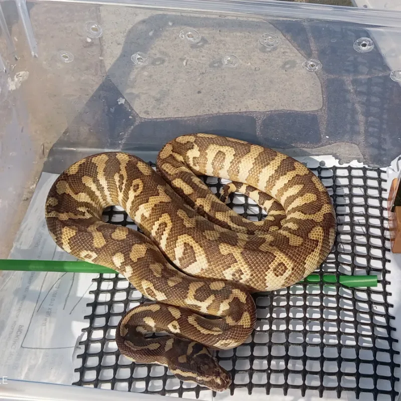 Carpal poss Mojave