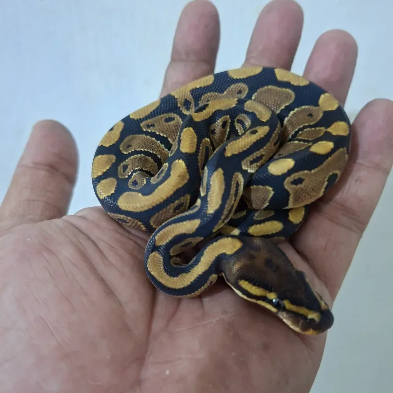 Fire Het Clown Het Lavender Albino