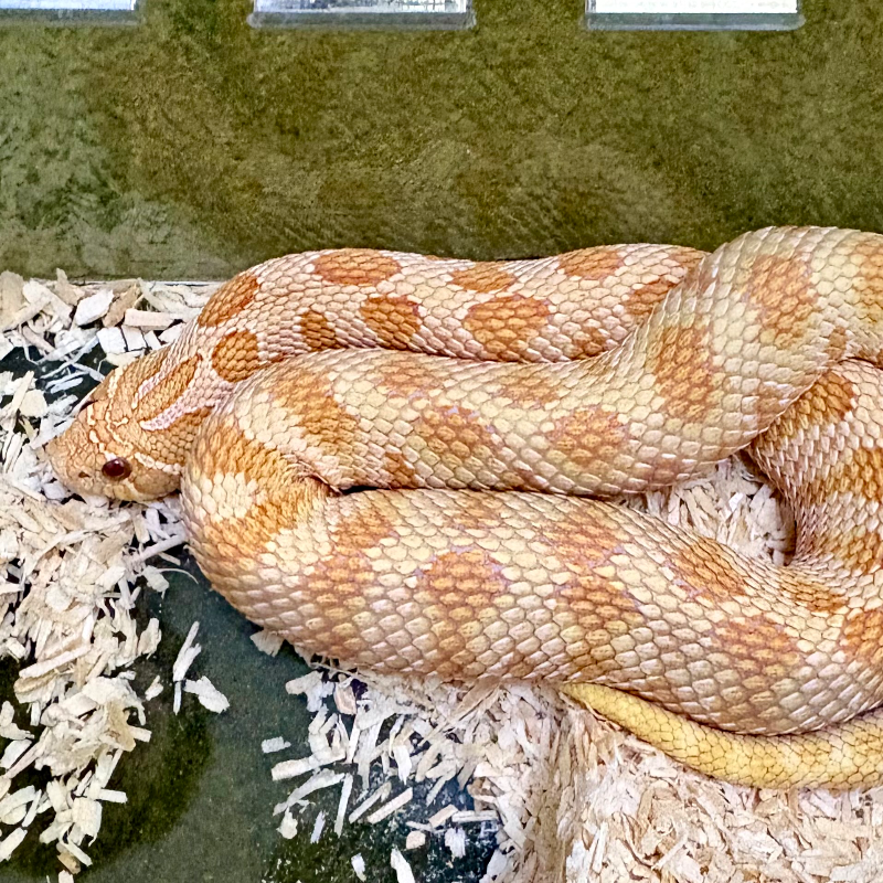 Albino Anaconda 2