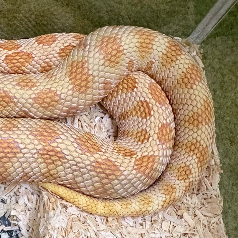 Albino Anaconda 3