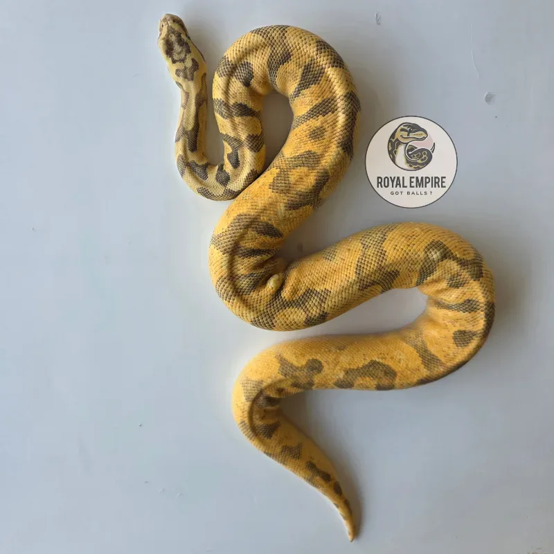 Pastel Enchi YB Hypo