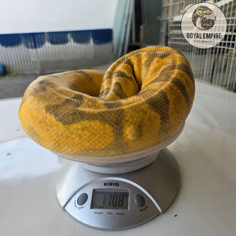 Pastel Enchi YB Hypo
