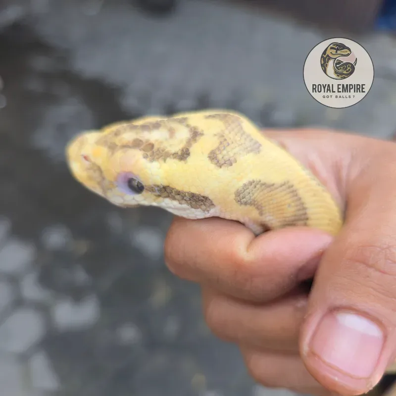Pastel Enchi YB Hypo