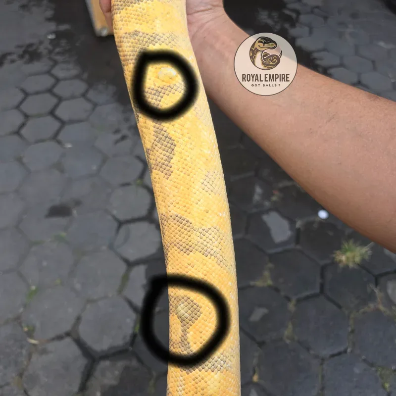Pastel Enchi YB Hypo