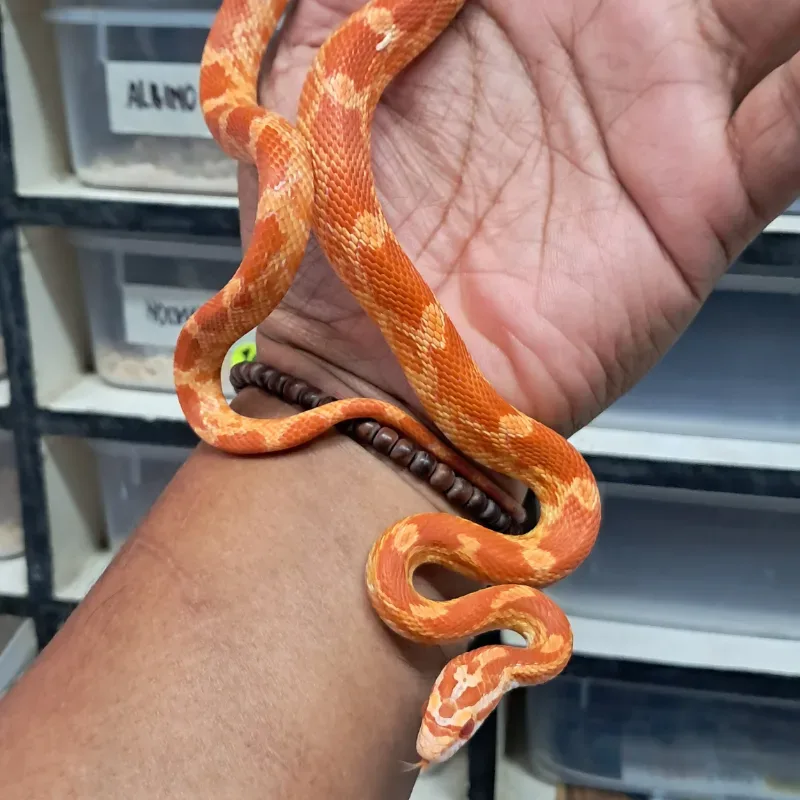 Amelanistic