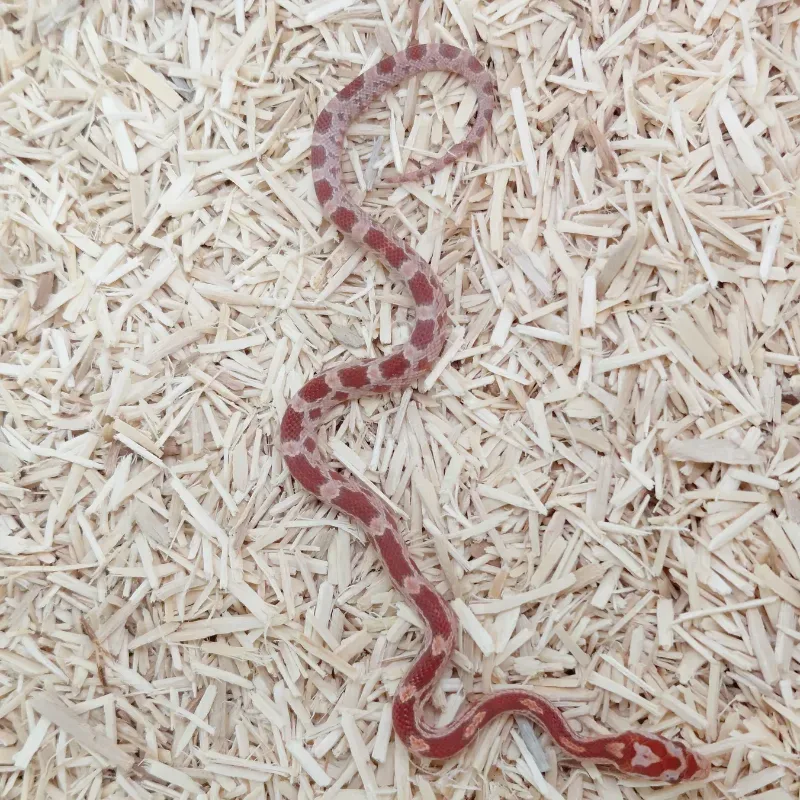 Ultra Albino/Amelanistic Het Motley