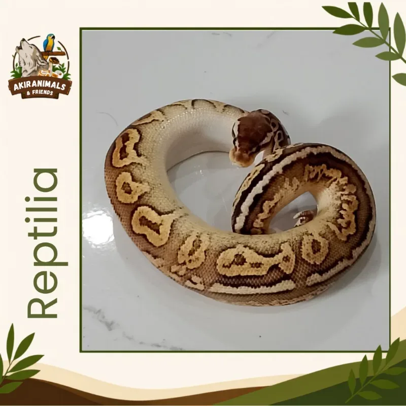 Pastel Cinnamon Het Lavender Albino Het Pied